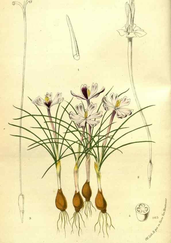 Reproducción/Reproduction 49588370492: Flore des serres et des jardins de l'Europe. A Gand :chez Louis van Houtte, eÌditeur,1845-1880.. 