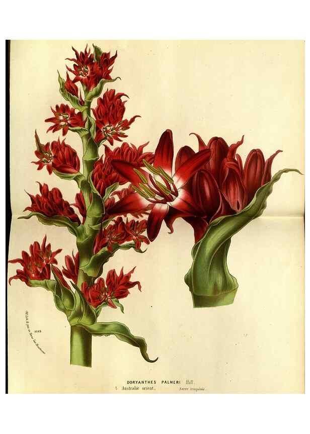 Reproducción/Reproduction 49588370767: Flore des serres et des jardins de l'Europe. A Gand :chez Louis van Houtte, eÌditeur,1845-1880.. 