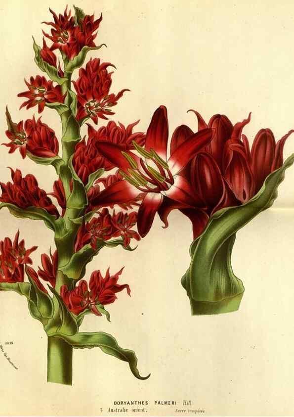 Reproducción/Reproduction 49588370767: Flore des serres et des jardins de l'Europe. A Gand :chez Louis van Houtte, eÌditeur,1845-1880.. 