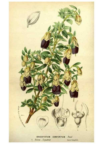 Reproducción/Reproduction 49587633348: Flore des serres et des jardins de l'Europe. A Gand :chez Louis van Houtte, eÌditeur,1845-1880.. 