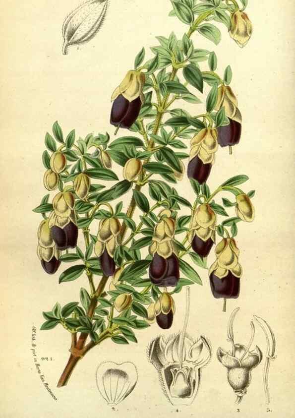 Reproducción/Reproduction 49587633348: Flore des serres et des jardins de l'Europe. A Gand :chez Louis van Houtte, eÌditeur,1845-1880.. 