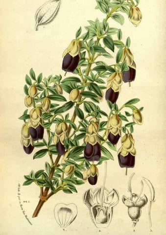Reproducción/Reproduction 49587633348: Flore des serres et des jardins de l'Europe. A Gand :chez Louis van Houtte, eÌditeur,1845-1880.. 