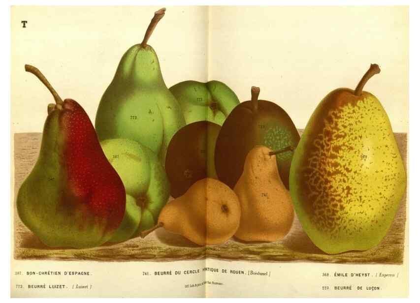Reproducción/Reproduction 49588371427: Flore des serres et des jardins de l'Europe. A Gand :chez Louis van Houtte, eÌditeur,1845-1880.. 