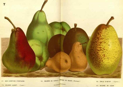 Reproducción/Reproduction 49588371427: Flore des serres et des jardins de l'Europe. A Gand :chez Louis van Houtte, eÌditeur,1845-1880.. 