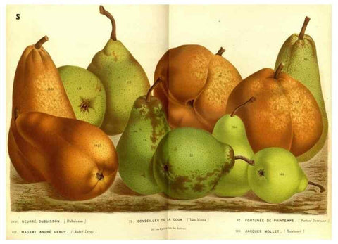 Reproducción/Reproduction 49588125166: Flore des serres et des jardins de l'Europe. A Gand :chez Louis van Houtte, eÌditeur,1845-1880.. 