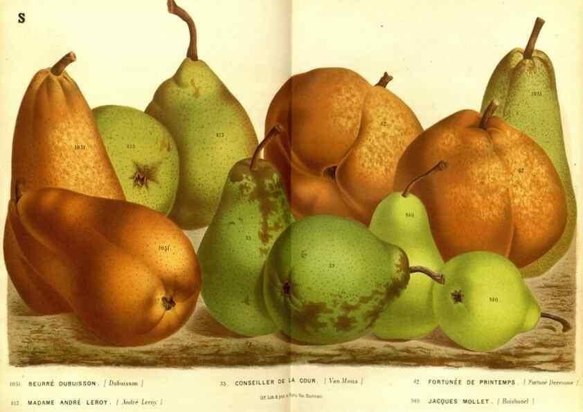 Reproducción/Reproduction 49588125166: Flore des serres et des jardins de l'Europe. A Gand :chez Louis van Houtte, eÌditeur,1845-1880.. 