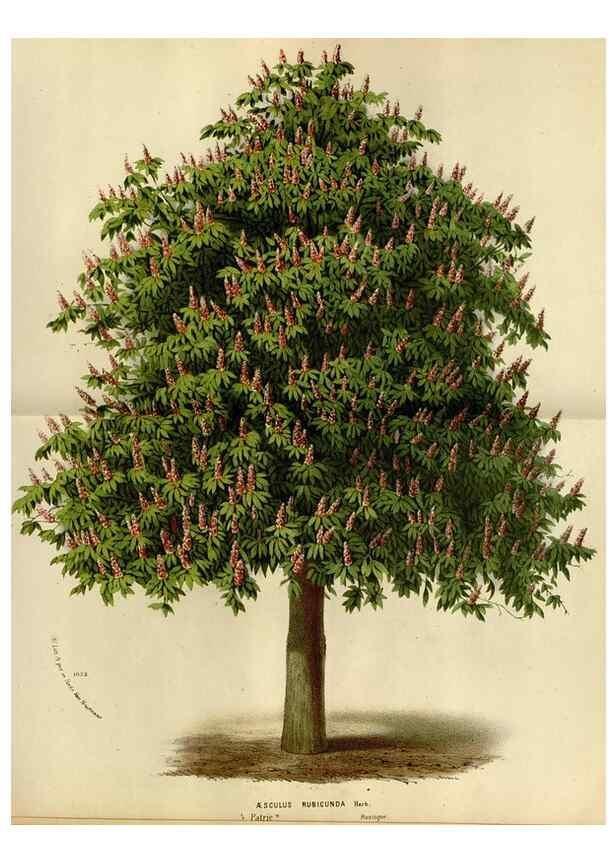Reproducción/Reproduction 49588276221: Flore des serres et des jardins de l'Europe. A Gand :chez Louis van Houtte, eÌditeur,1845-1880.. 