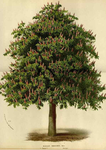 Reproducción/Reproduction 49588276221: Flore des serres et des jardins de l'Europe. A Gand :chez Louis van Houtte, eÌditeur,1845-1880.. 