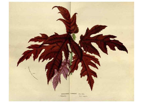 Reproducción/Reproduction 49588276491: Flore des serres et des jardins de l'Europe. A Gand :chez Louis van Houtte, eÌditeur,1845-1880.. 