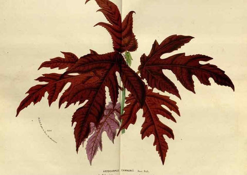 Reproducción/Reproduction 49588276491: Flore des serres et des jardins de l'Europe. A Gand :chez Louis van Houtte, eÌditeur,1845-1880.. 