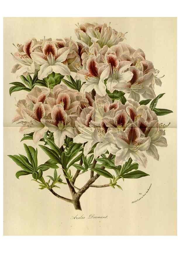 Reproducción/Reproduction 49588520682: Flore des serres et des jardins de l'Europe. A Gand :chez Louis van Houtte, eÌditeur,1845-1880.. 