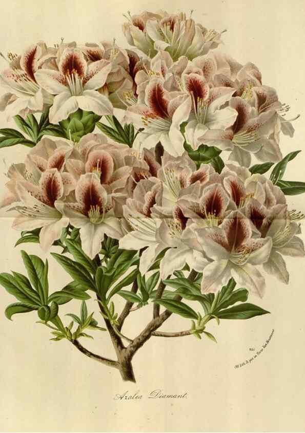 Reproducción/Reproduction 49588520682: Flore des serres et des jardins de l'Europe. A Gand :chez Louis van Houtte, eÌditeur,1845-1880.. 