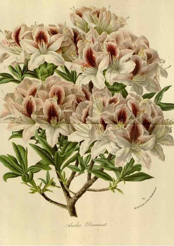 Reproducción/Reproduction 49588520682: Flore des serres et des jardins de l'Europe. A Gand :chez Louis van Houtte, eÌditeur,1845-1880.. 