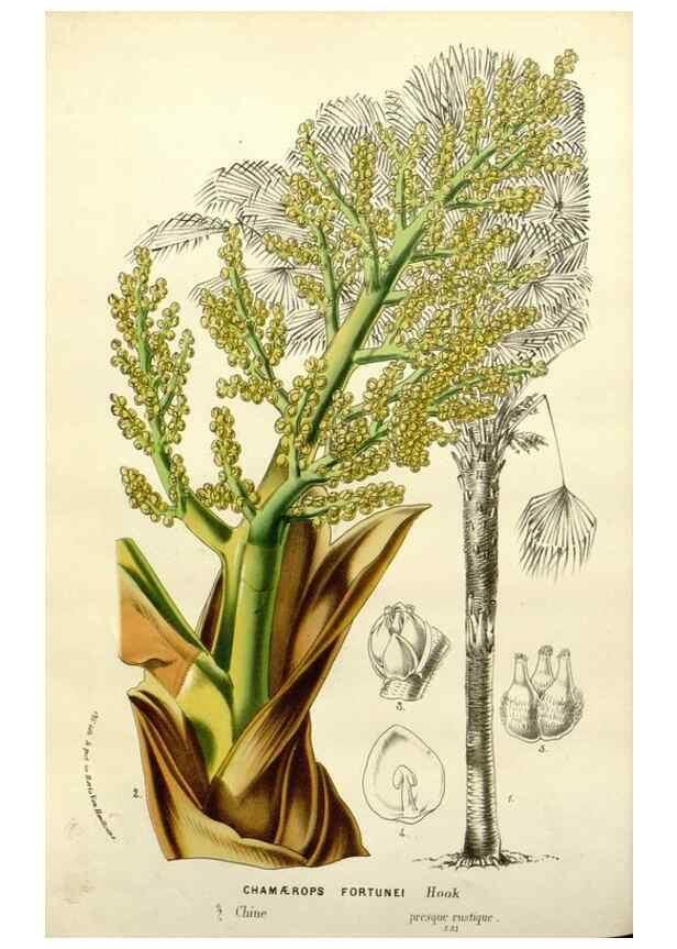 Reproducción/Reproduction 49588380321: Flore des serres et des jardins de l'Europe. A Gand :chez Louis van Houtte, eÌditeur,1845-1880.. 