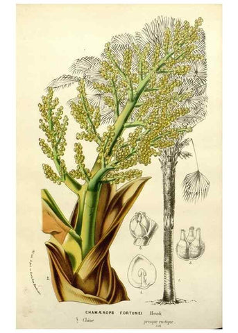 Reproducción/Reproduction 49588380321: Flore des serres et des jardins de l'Europe. A Gand :chez Louis van Houtte, eÌditeur,1845-1880.. 