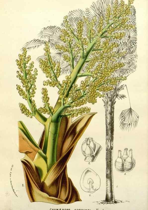 Reproducción/Reproduction 49588380321: Flore des serres et des jardins de l'Europe. A Gand :chez Louis van Houtte, eÌditeur,1845-1880.. 