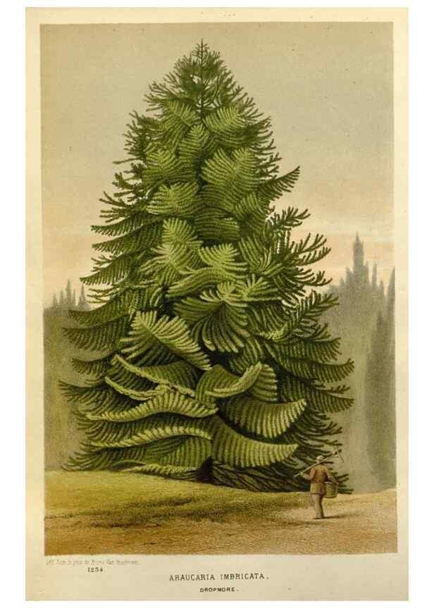 Reproducción/Reproduction 49588624802: Flore des serres et des jardins de l'Europe. A Gand :chez Louis van Houtte, eÌditeur,1845-1880.. 
