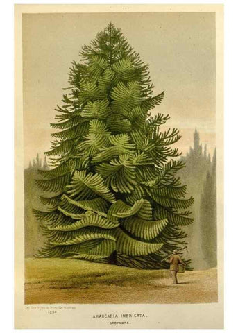 Reproducción/Reproduction 49588624802: Flore des serres et des jardins de l'Europe. A Gand :chez Louis van Houtte, eÌditeur,1845-1880.. 