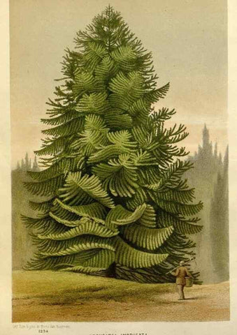 Reproducción/Reproduction 49588624802: Flore des serres et des jardins de l'Europe. A Gand :chez Louis van Houtte, eÌditeur,1845-1880.. 