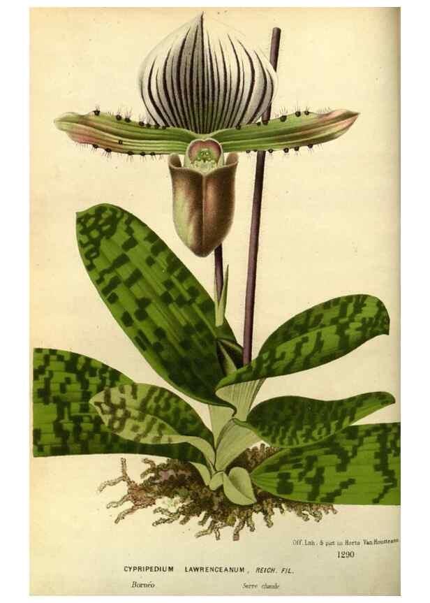 Reproducción/Reproduction 49588127253: Flore des serres et des jardins de l'Europe. A Gand :chez Louis van Houtte, eÌditeur,1845-1880.. 