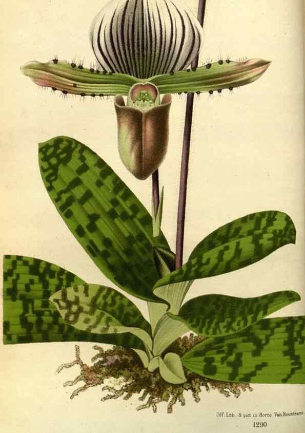 Reproducción/Reproduction 49588127253: Flore des serres et des jardins de l'Europe. A Gand :chez Louis van Houtte, eÌditeur,1845-1880.. 