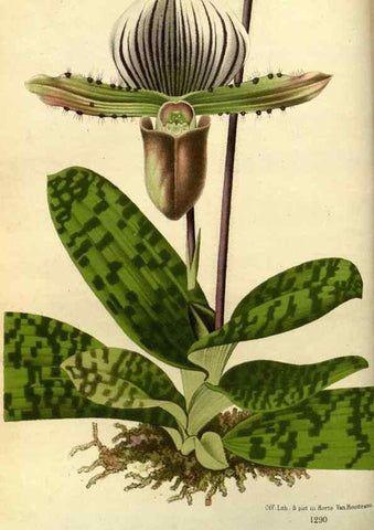 Reproducción/Reproduction 49588127253: Flore des serres et des jardins de l'Europe. A Gand :chez Louis van Houtte, eÌditeur,1845-1880.. 