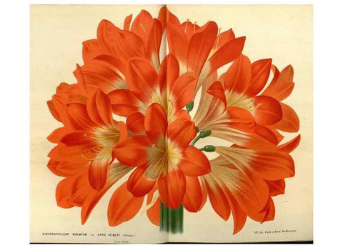 Reproducción/Reproduction 49588127788: Flore des serres et des jardins de l'Europe. A Gand :chez Louis van Houtte, eÌditeur,1845-1880.. 