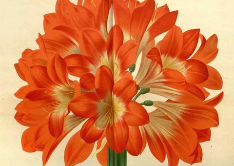 Reproducción/Reproduction 49588127788: Flore des serres et des jardins de l'Europe. A Gand :chez Louis van Houtte, eÌditeur,1845-1880.. 