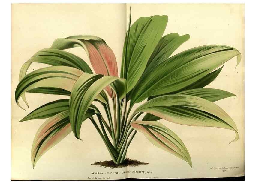 Reproducción/Reproduction 49588864767: Flore des serres et des jardins de l'Europe. A Gand :chez Louis van Houtte, eÌditeur,1845-1880.. 