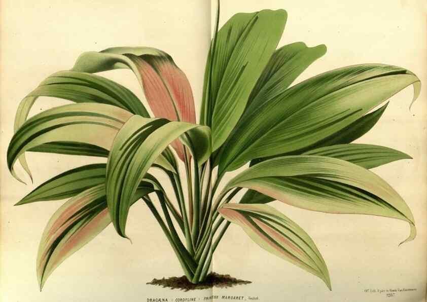 Reproducción/Reproduction 49588864767: Flore des serres et des jardins de l'Europe. A Gand :chez Louis van Houtte, eÌditeur,1845-1880.. 