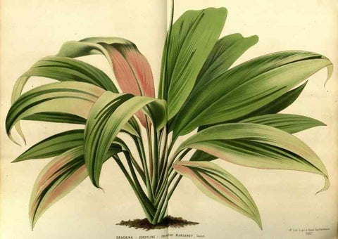 Reproducción/Reproduction 49588864767: Flore des serres et des jardins de l'Europe. A Gand :chez Louis van Houtte, eÌditeur,1845-1880.. 