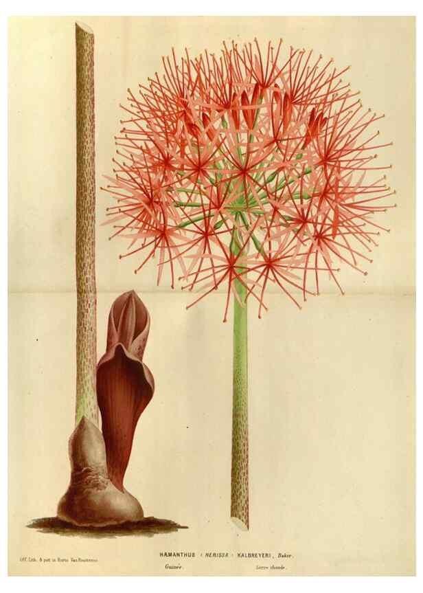 Reproducción/Reproduction 49588864997: Flore des serres et des jardins de l'Europe. A Gand :chez Louis van Houtte, eÌditeur,1845-1880.. 