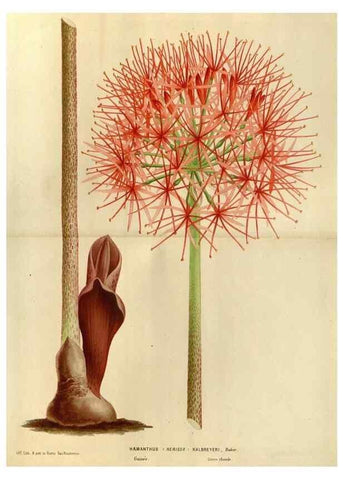 Reproducción/Reproduction 49588864997: Flore des serres et des jardins de l'Europe. A Gand :chez Louis van Houtte, eÌditeur,1845-1880.. 