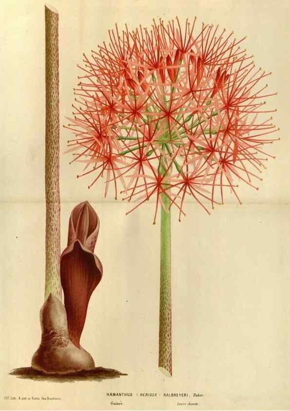 Reproducción/Reproduction 49588864997: Flore des serres et des jardins de l'Europe. A Gand :chez Louis van Houtte, eÌditeur,1845-1880.. 