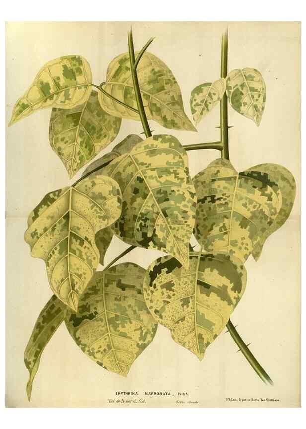 Reproducción/Reproduction 49588128603: Flore des serres et des jardins de l'Europe. A Gand :chez Louis van Houtte, eÌditeur,1845-1880.. 