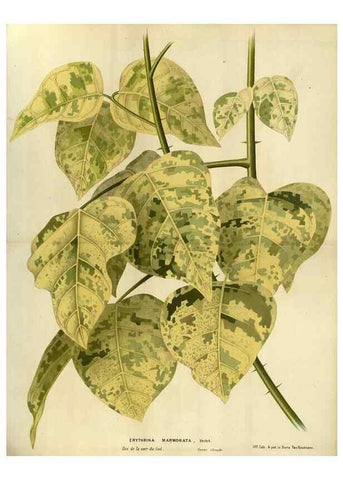 Reproducción/Reproduction 49588128603: Flore des serres et des jardins de l'Europe. A Gand :chez Louis van Houtte, eÌditeur,1845-1880.. 