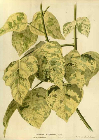 Reproducción/Reproduction 49588128603: Flore des serres et des jardins de l'Europe. A Gand :chez Louis van Houtte, eÌditeur,1845-1880.. 