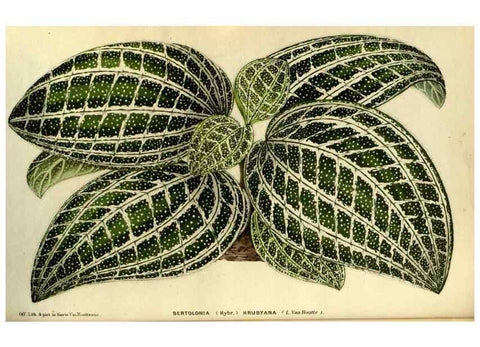 Reproducción/Reproduction 49588620056: Flore des serres et des jardins de l'Europe. A Gand :chez Louis van Houtte, eÌditeur,1845-1880.. 