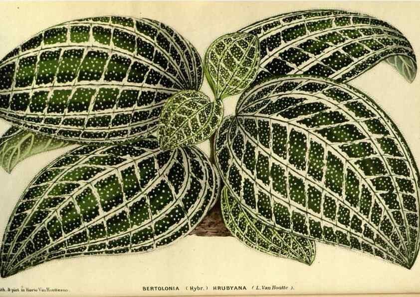 Reproducción/Reproduction 49588620056: Flore des serres et des jardins de l'Europe. A Gand :chez Louis van Houtte, eÌditeur,1845-1880.. 