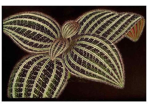 Reproducción/Reproduction 49588129098: Flore des serres et des jardins de l'Europe. A Gand :chez Louis van Houtte, eÌditeur,1845-1880.. 