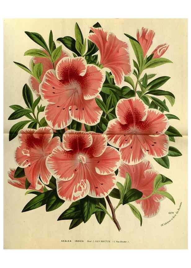 Reproducción/Reproduction 49588620731: Flore des serres et des jardins de l'Europe. A Gand :chez Louis van Houtte, eÌditeur,1845-1880.. 