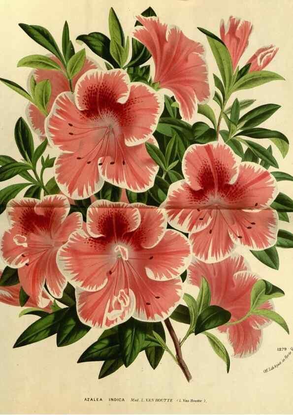 Reproducción/Reproduction 49588620731: Flore des serres et des jardins de l'Europe. A Gand :chez Louis van Houtte, eÌditeur,1845-1880.. 