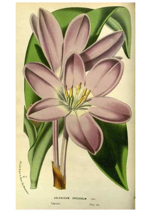Reproducción/Reproduction 49588130058: Flore des serres et des jardins de l'Europe. A Gand :chez Louis van Houtte, eÌditeur,1845-1880.. 