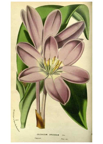 Reproducción/Reproduction 49588130058: Flore des serres et des jardins de l'Europe. A Gand :chez Louis van Houtte, eÌditeur,1845-1880.. 
