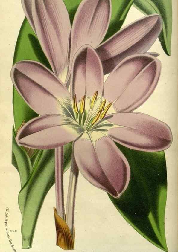 Reproducción/Reproduction 49588130058: Flore des serres et des jardins de l'Europe. A Gand :chez Louis van Houtte, eÌditeur,1845-1880.. 
