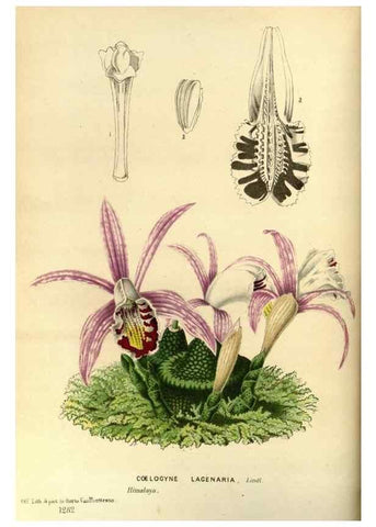 Reproducción/Reproduction 49588130318: Flore des serres et des jardins de l'Europe. A Gand :chez Louis van Houtte, eÌditeur,1845-1880.. 
