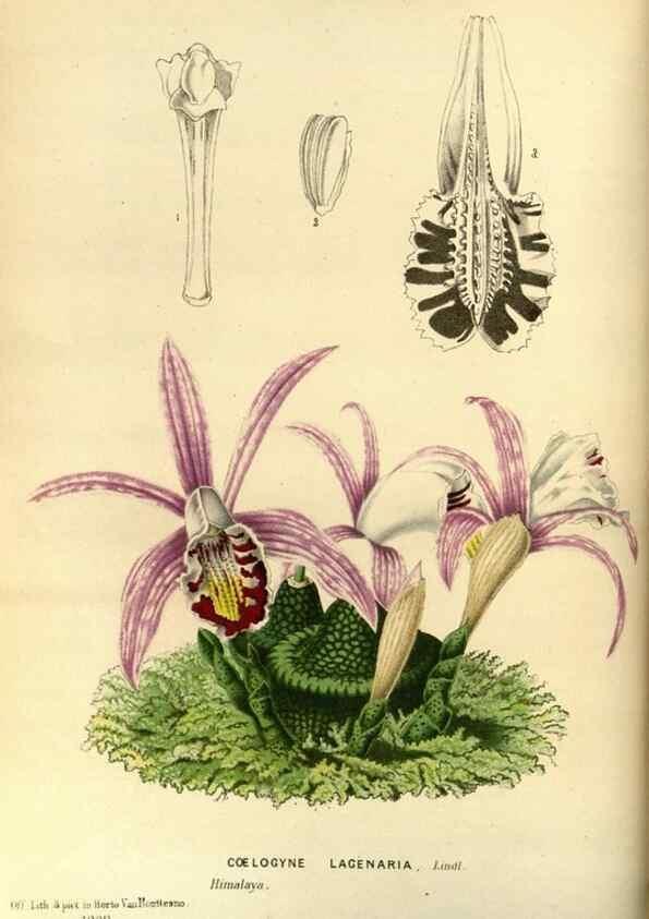 Reproducción/Reproduction 49588130318: Flore des serres et des jardins de l'Europe. A Gand :chez Louis van Houtte, eÌditeur,1845-1880.. 