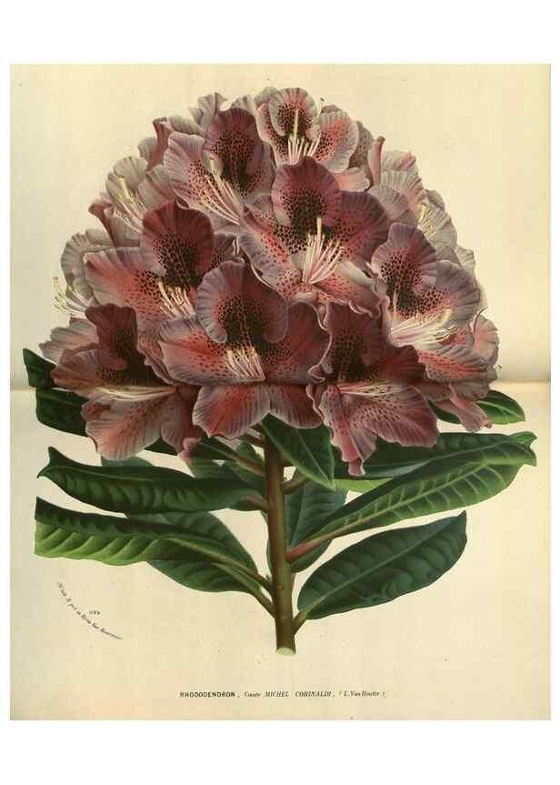Reproducción/Reproduction 49588130568: Flore des serres et des jardins de l'Europe. A Gand :chez Louis van Houtte, eÌditeur,1845-1880.. 