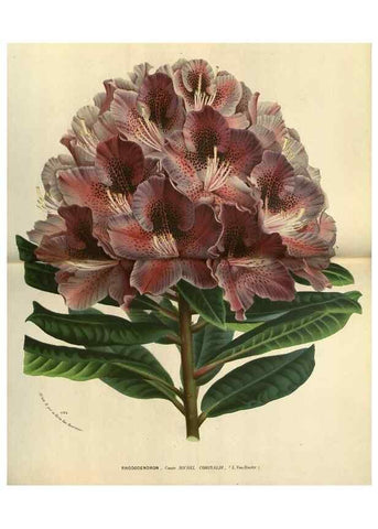 Reproducción/Reproduction 49588130568: Flore des serres et des jardins de l'Europe. A Gand :chez Louis van Houtte, eÌditeur,1845-1880.. 