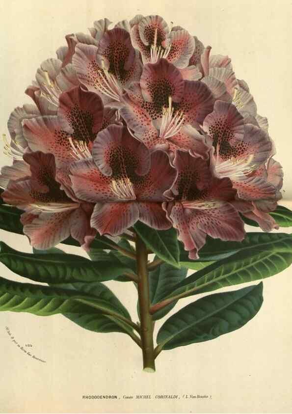Reproducción/Reproduction 49588130568: Flore des serres et des jardins de l'Europe. A Gand :chez Louis van Houtte, eÌditeur,1845-1880.. 